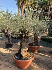 Olive Tree – Old Trunk | Height 180–200 cm