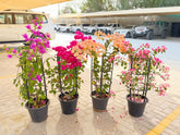 Bougainvillea Colorful Bundle – 4 Plants with Support Frame