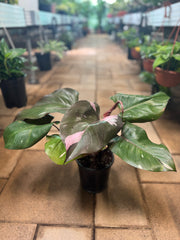 Philodendron pink Princess