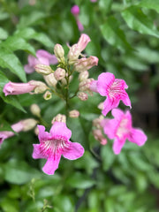 Pink Tecoma – 150 cm with Nursery Pot