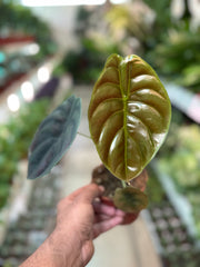 Alocasia cuprea
