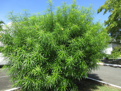 Thevetia peruviana | Cascabela Thevetia