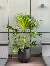 Livistonia Palm – 150 cm (Nursery Pot)