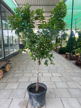 Citrus Lime Tree 200cm