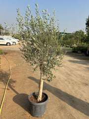 Olive Tree – Elegant Mediterranean Classic 190 cm