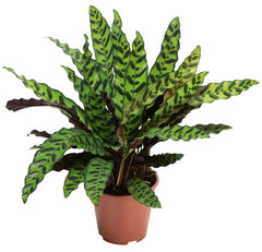 Calathea Lancifolia China
