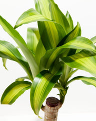 Dracaena Massangeana