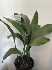 Aspidistra elatior (Cast Iron Plant)
