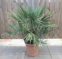 Chamaerops humilis