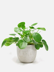 Pilea Peperomioides – Chinese Money Plant