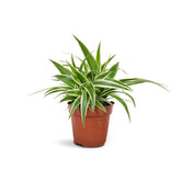 Spider Plant (Chlorophytum comosum)