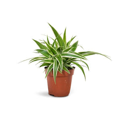 Spider Plant (Chlorophytum comosum)