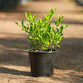 Clerodendrum inerme (Wild Jasmine)