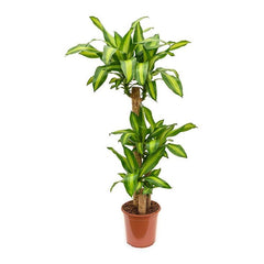 Dracaena Massangeana