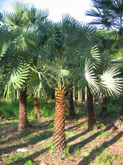 Copernicia Pruniferea "Wax Palm"