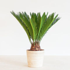 Cycas Revoluta in Dubai