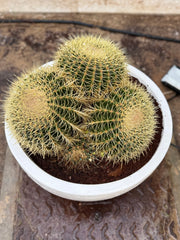 Multi-Head Cactus (Large) with Nursery Pot