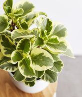 peperomia obtusifolia variegata