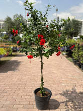Hibiscus rosa-sinensis – 160 CM with Nursery Pot