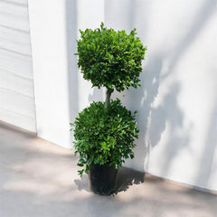 Ficus Nitida Two Heads – 160 cm | Nursery Pot