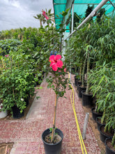 Hibiscus Plant 1.6 – 1.7 m with Nursery Pot