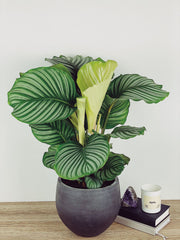 Calathea Orbifolia Big