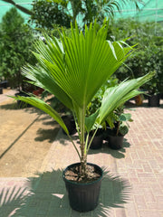 Pritchardia Fiji Fan Palm
