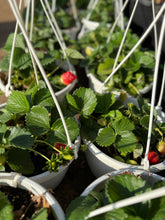 Strawberry Plant – Fruiting Beauty