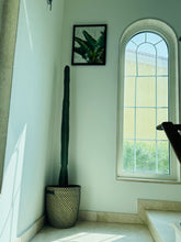 Cereus Peruvianus (Apple Cactus) – Height 170–190 cm