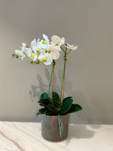 White Phalaenopsis Orchid with Upward Ceramic Pot – Product Description