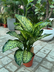 Dieffenbachia Seguine