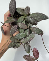 Hoya Sigillatis