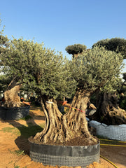 200-Year-Old Olive Tree – Ancient Trunk Masterpiece