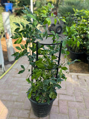 Murraya Jasmine – 110 cm (With Support Frame)