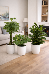 🌿 Premium Green Trio Bundle – With White Ceramic Pots 90 to 110 cm