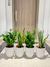 Indoor Air-Purifier Plant Bundle – 2 ZZ Plants + 2 Snake Plants | White Ceramic Pots