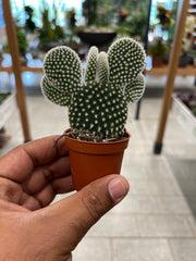 Opuntia Microdasys 'Bunny Cactus and Friends'