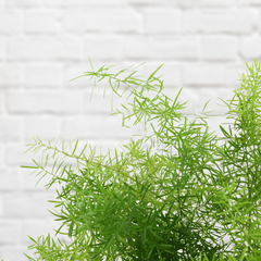 Asparagus Fern Hanging
