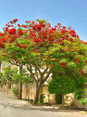 Delonix Regia