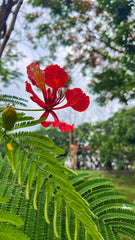 Delonix Regia