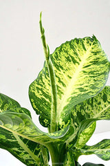 Dieffenbachia Seguine