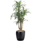 Dracaena Massangeana Branched