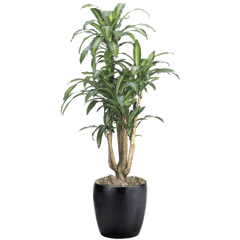 Dracaena Massangeana Branched