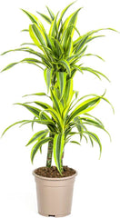Dracaena Lemon Lime