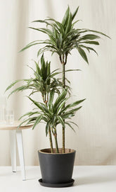Dracaena Warneckii