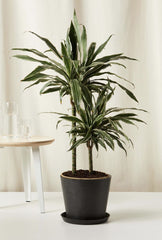 Dracaena Warneckii