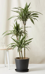 Dracaena Warneckii