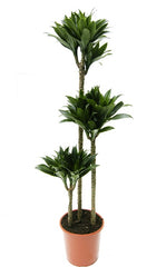 Dracaena Compacta