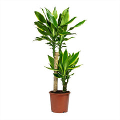 Dracaena Yellow Coast