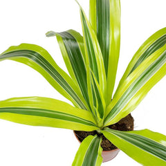 Dracaena Lemon Lime